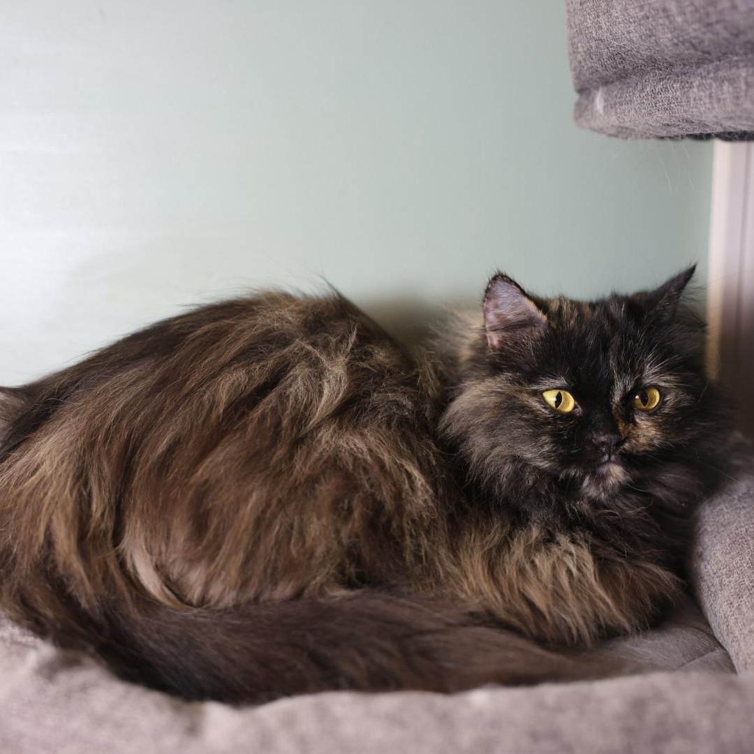 Precious Persian Tortilla thumbnail 3