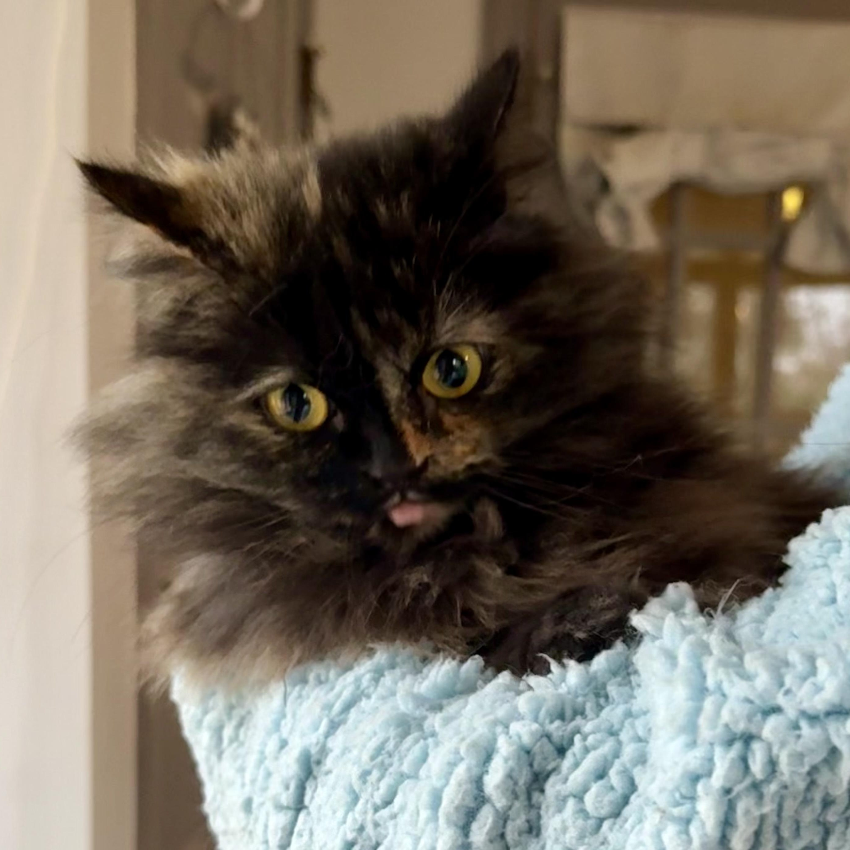 Precious Persian Tortilla thumbnail 4