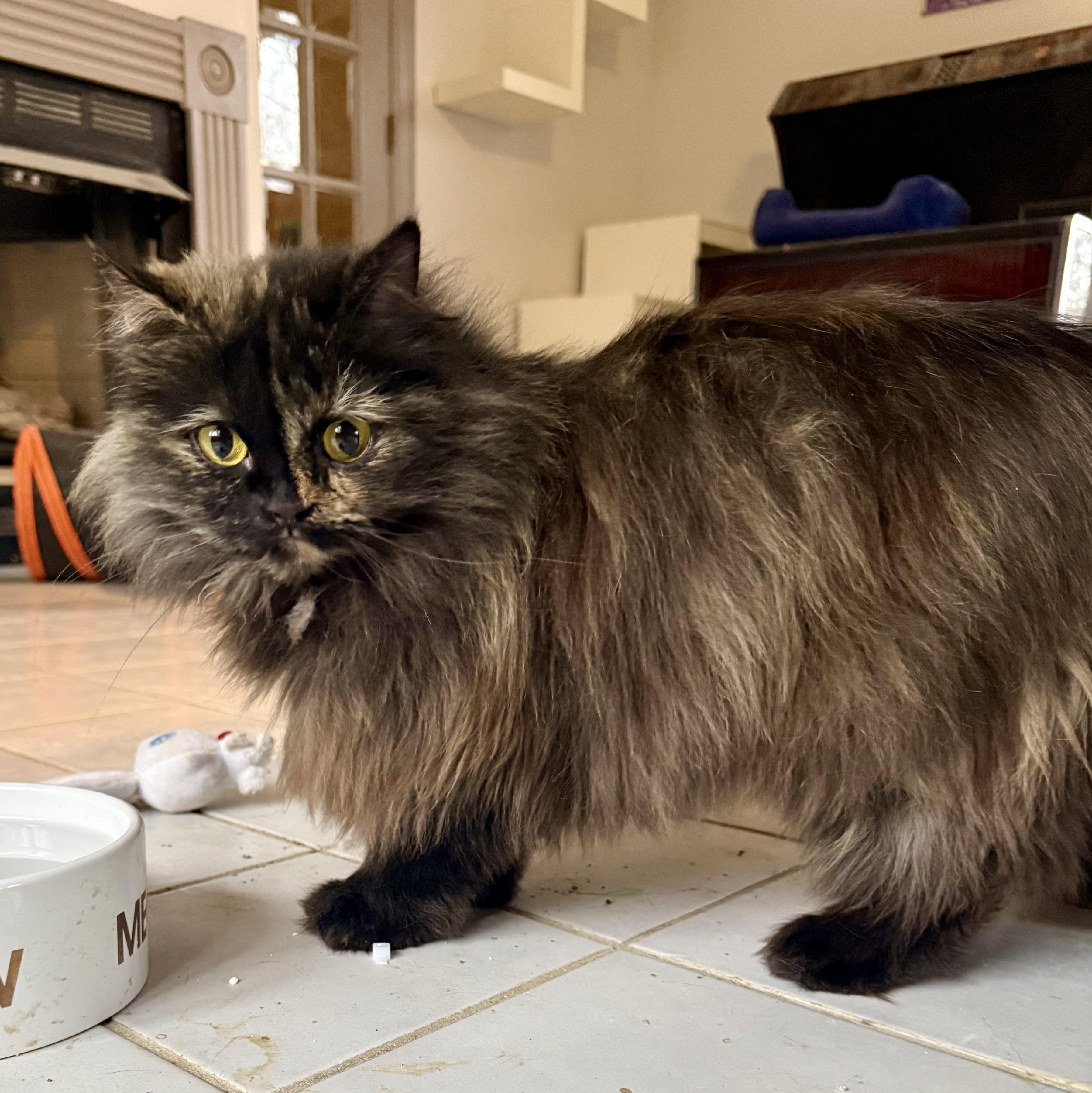 Precious Persian Tortilla thumbnail 5