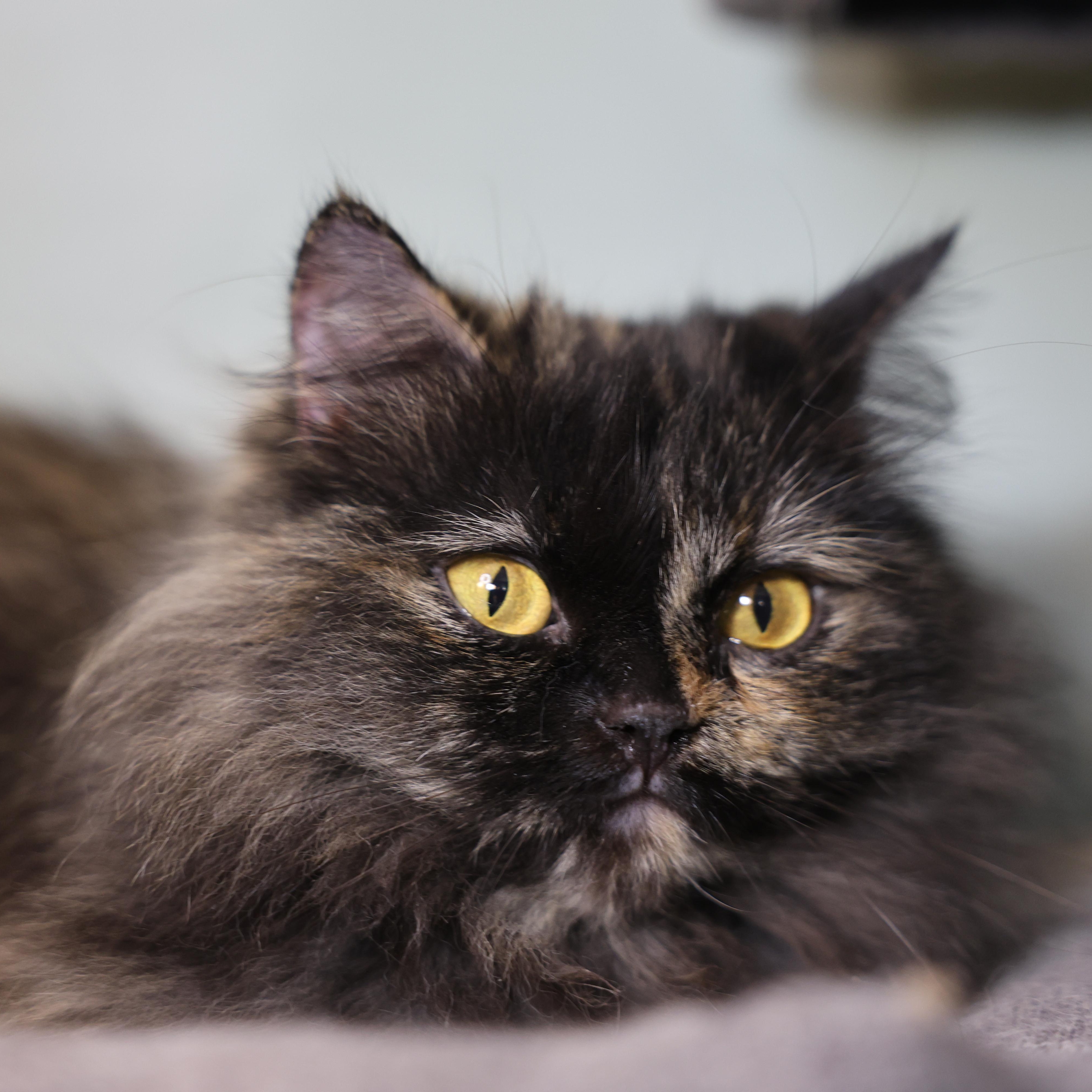 Precious Persian Tortilla thumbnail 6