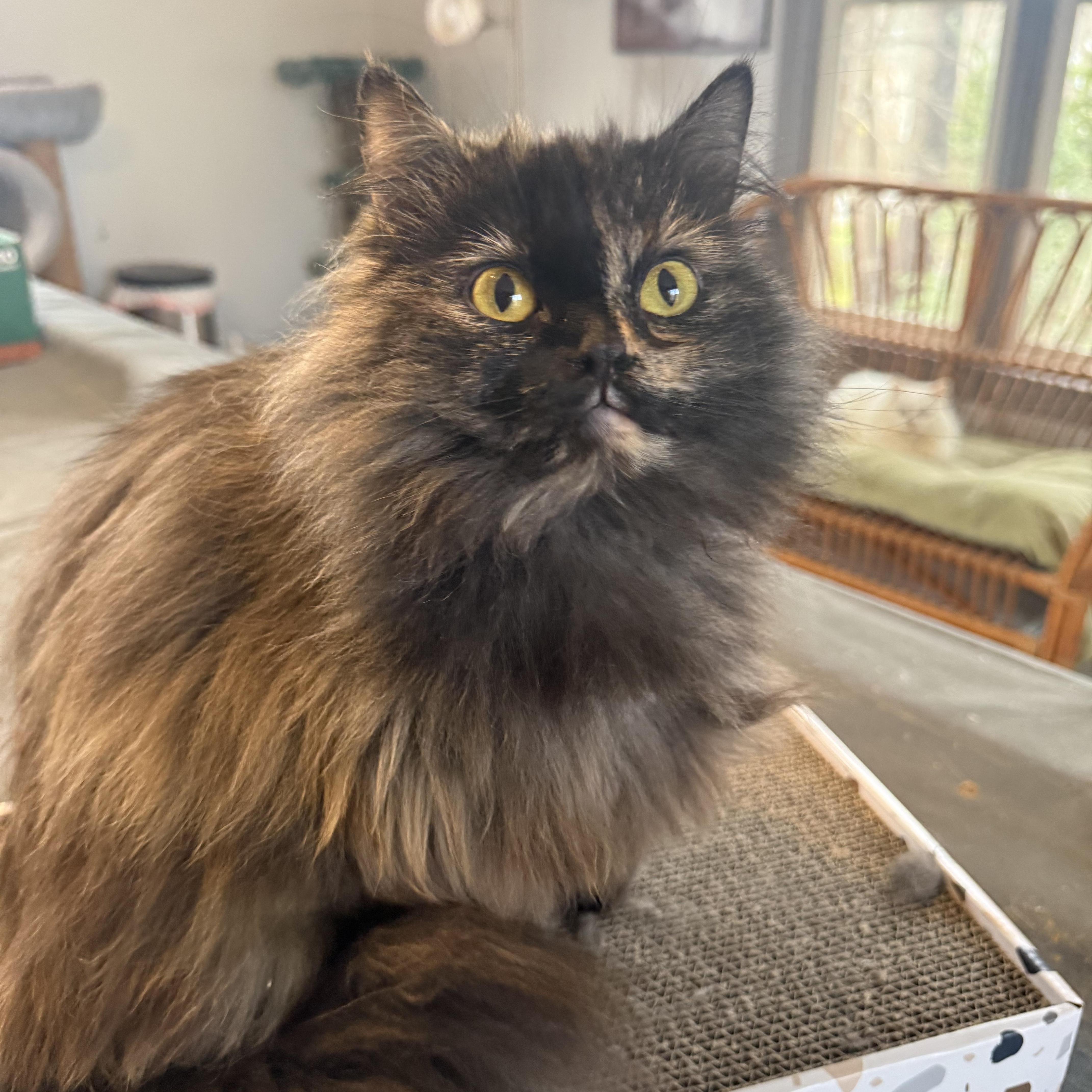 Precious Persian Tortilla thumbnail 7