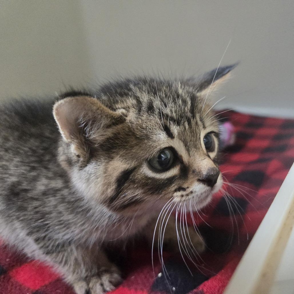 Enlarge Ford 26-252, a Adoptable Domestic Short Hair in Tawas City, MI image 1/1