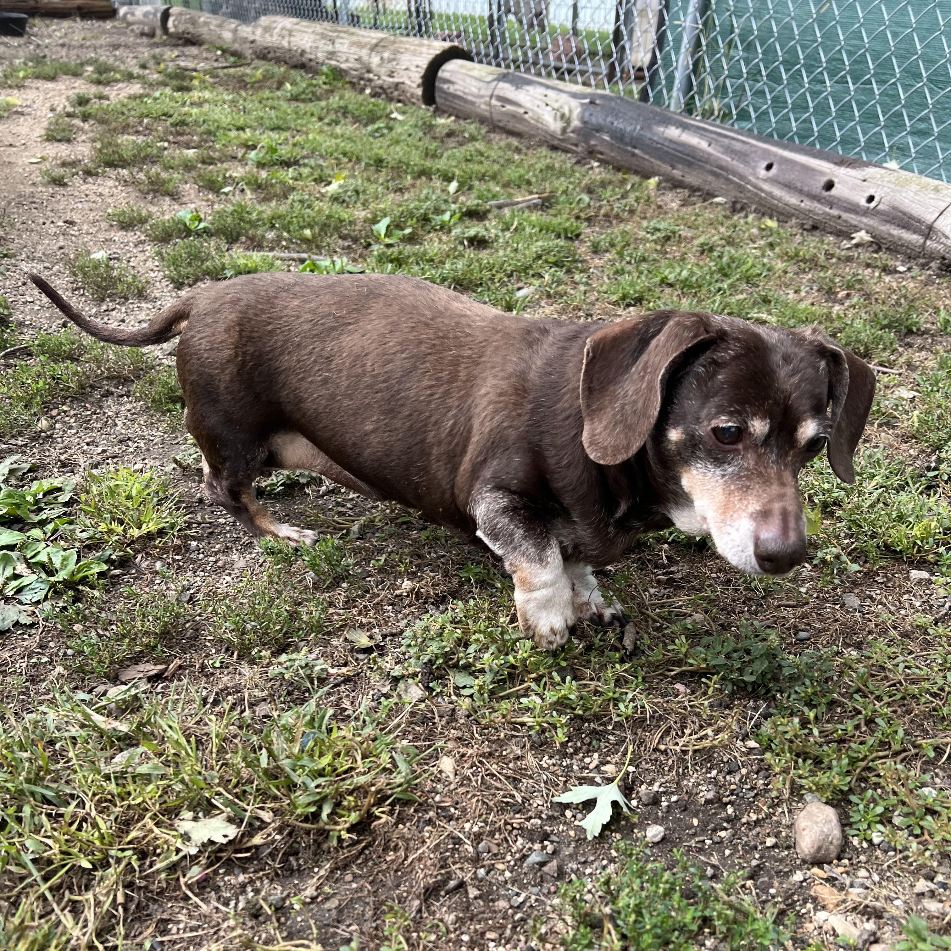 Enlarge Coco, a Adopted Dachshund in Fairmont, MN image 3/6