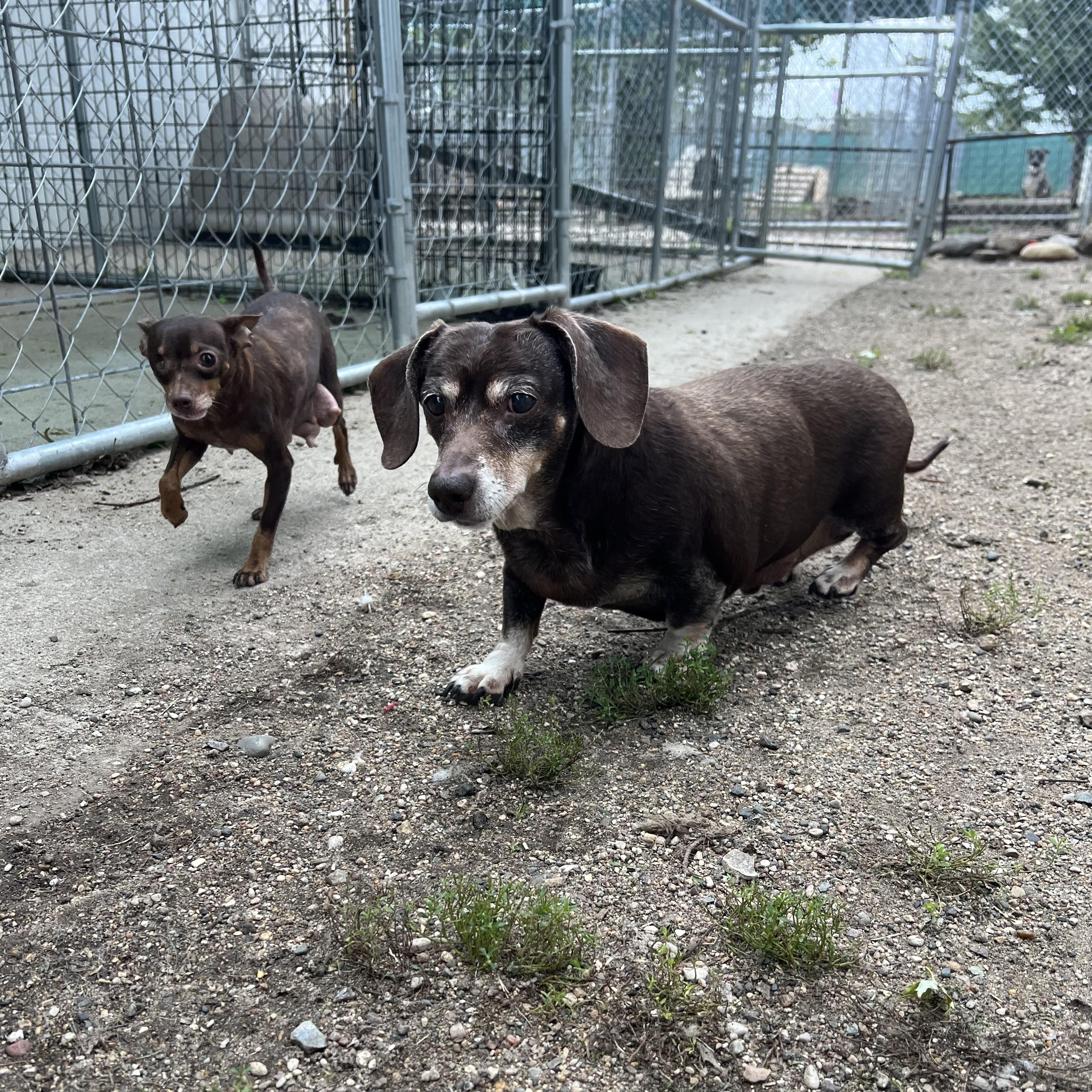 Enlarge Coco, a Adopted Dachshund in Fairmont, MN image 2/6