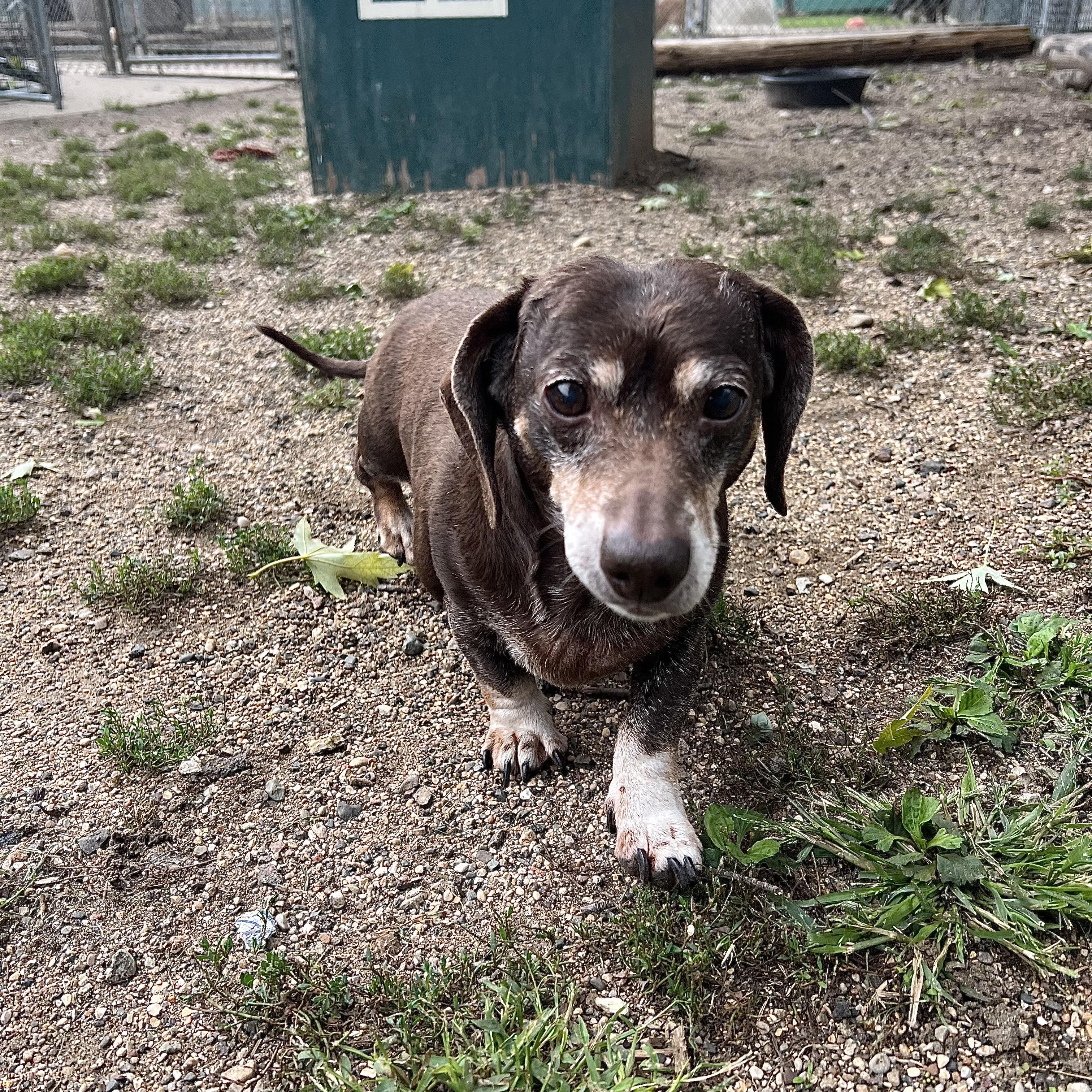 Enlarge Coco, a Adopted Dachshund in Fairmont, MN image 6/6