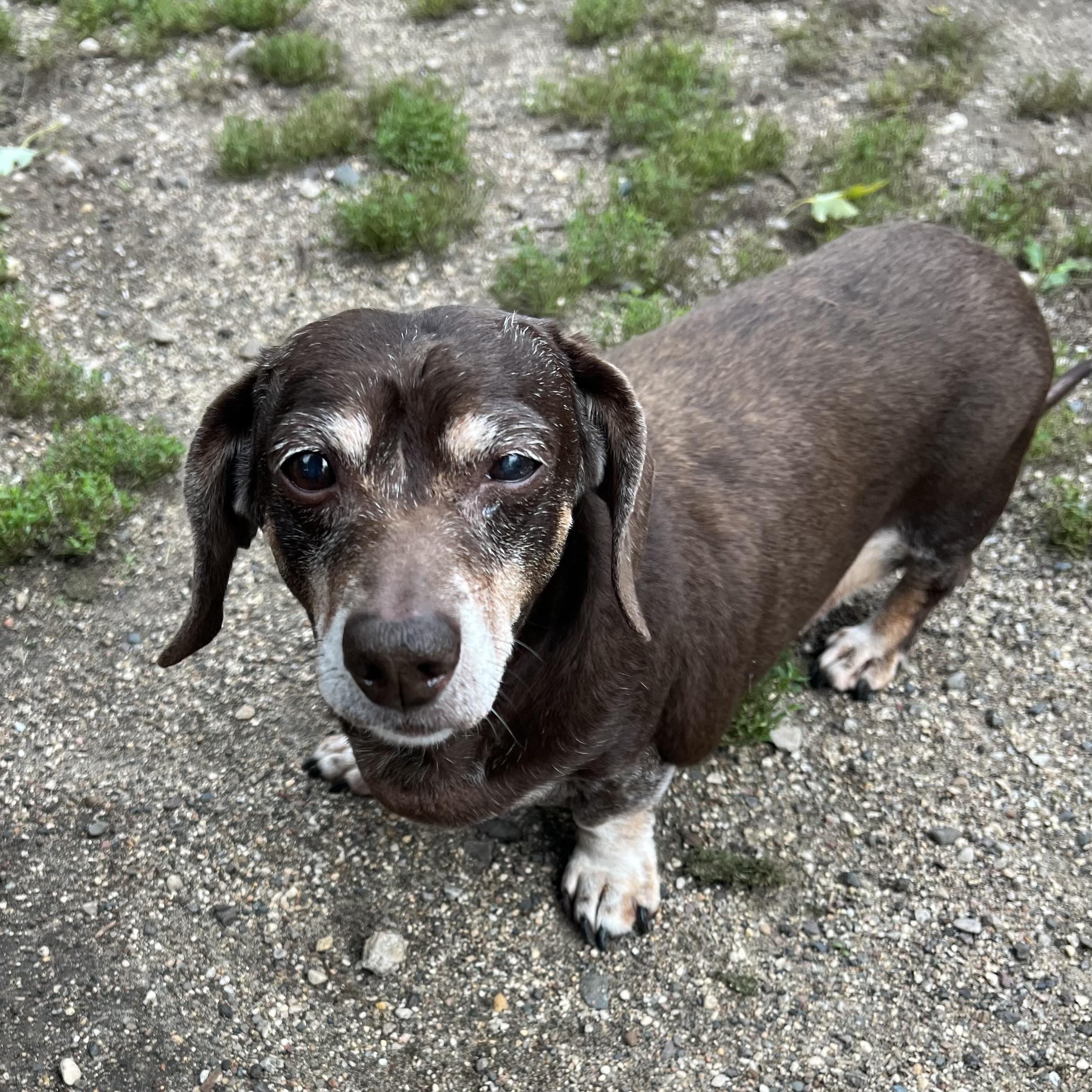 Enlarge Coco, a Adopted Dachshund in Fairmont, MN image 1/6