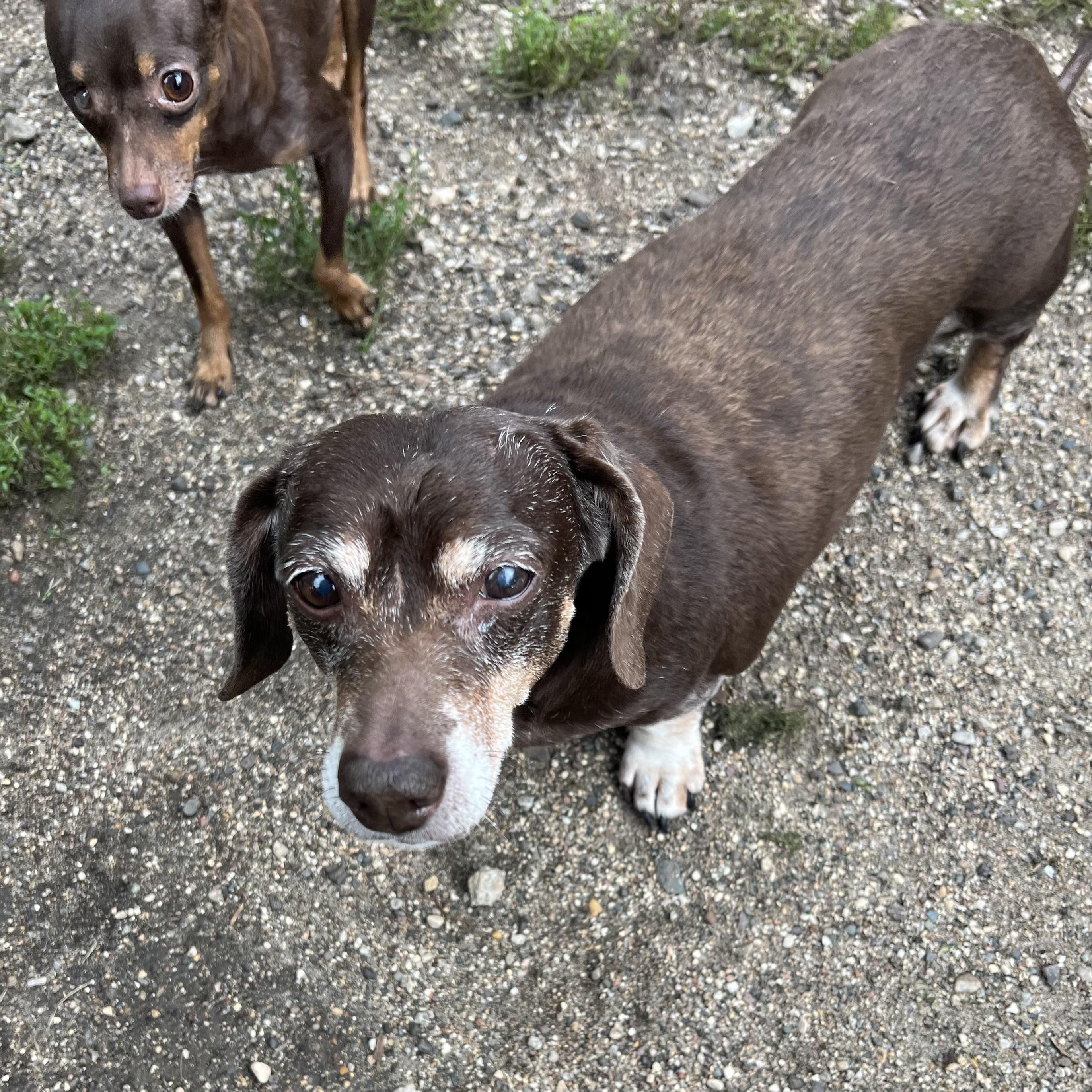 Enlarge Coco, a Adopted Dachshund in Fairmont, MN image 4/6