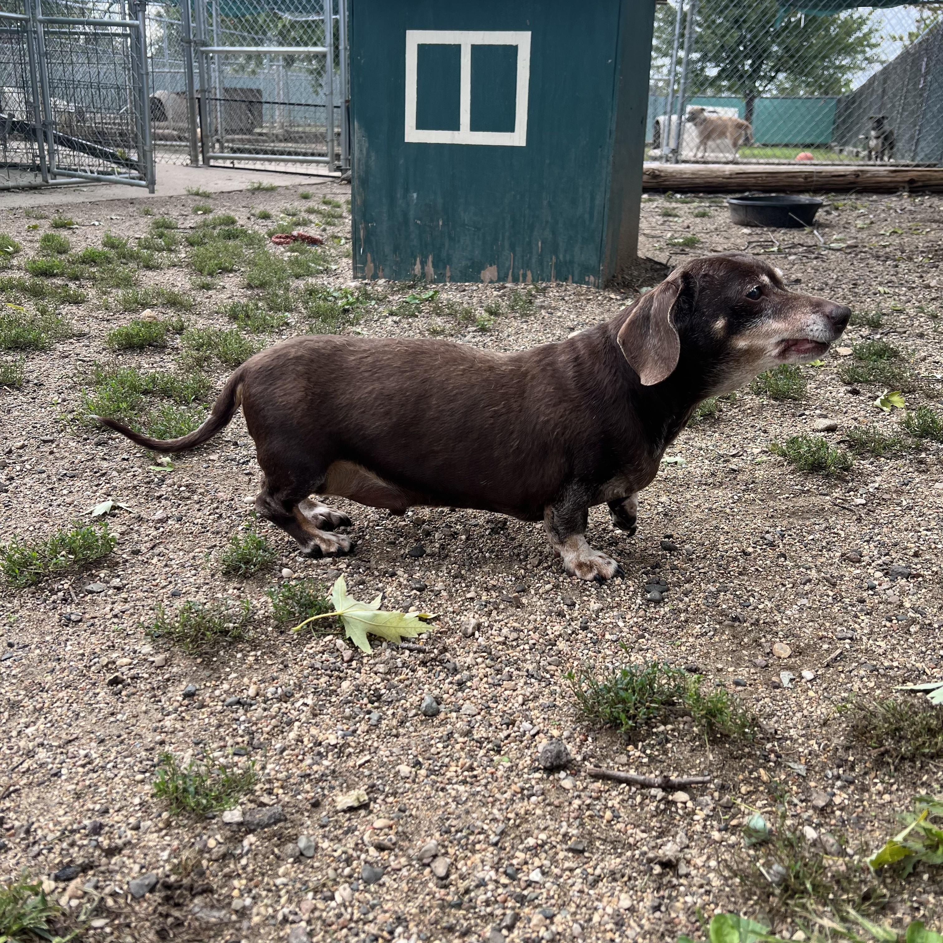 Enlarge Coco, a Adopted Dachshund in Fairmont, MN image 5/6