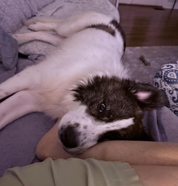 Paddington, Adopted, Young Male Pyrenean Shepherd & Australian Shepherd.