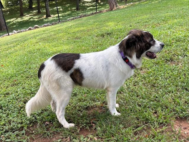 Enlarge Paddington, a Adopted mixed breed in Loudon, TN image 2/4