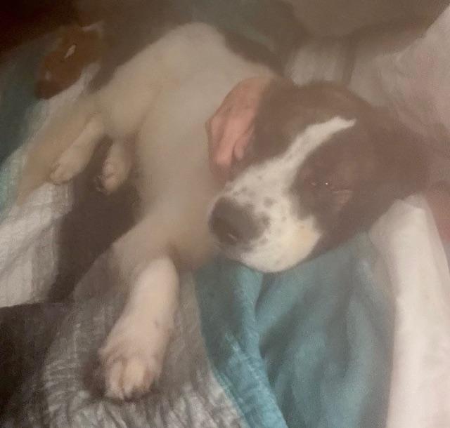 Enlarge Paddington, a Adopted mixed breed in Loudon, TN image 4/4