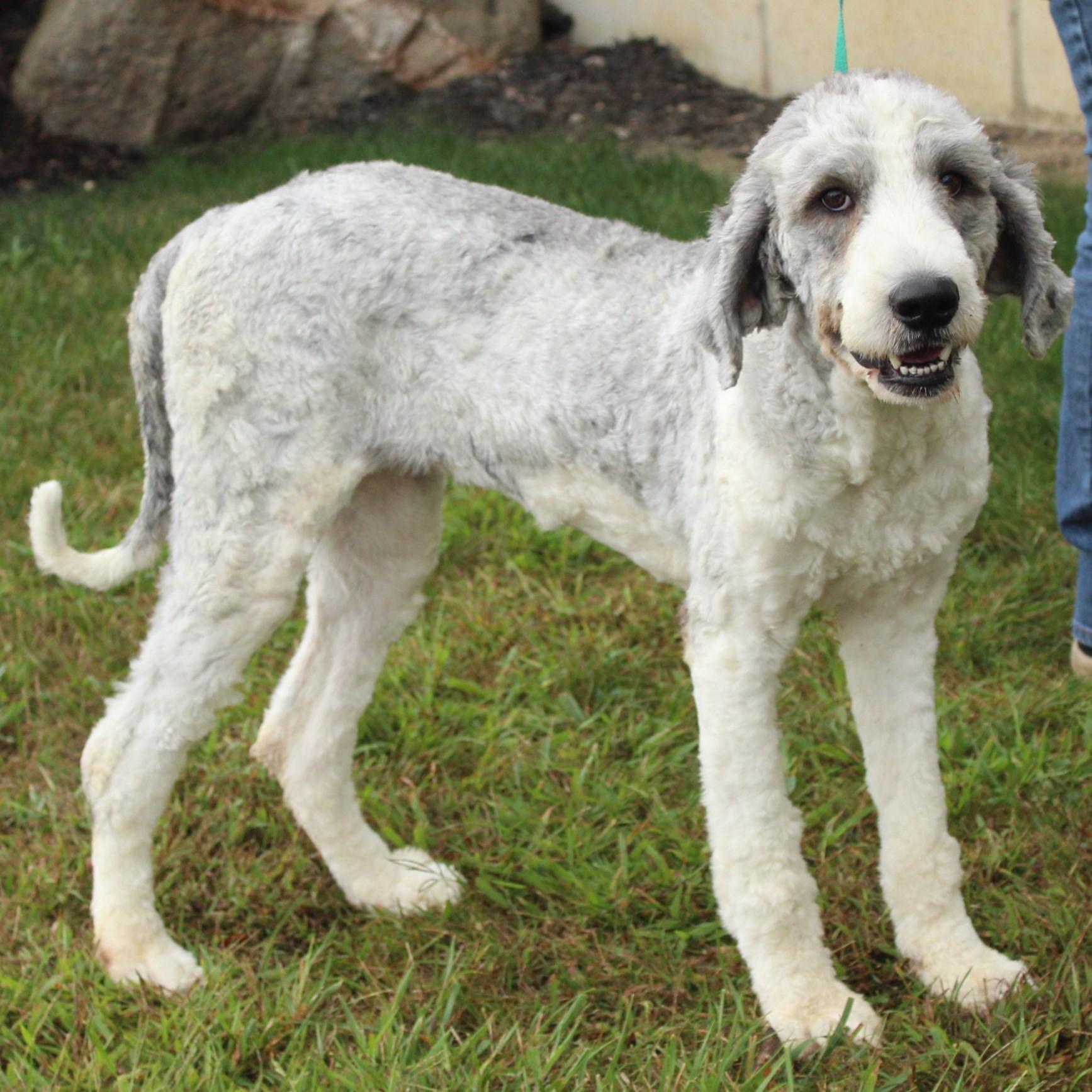 Celestia thumbnail 4