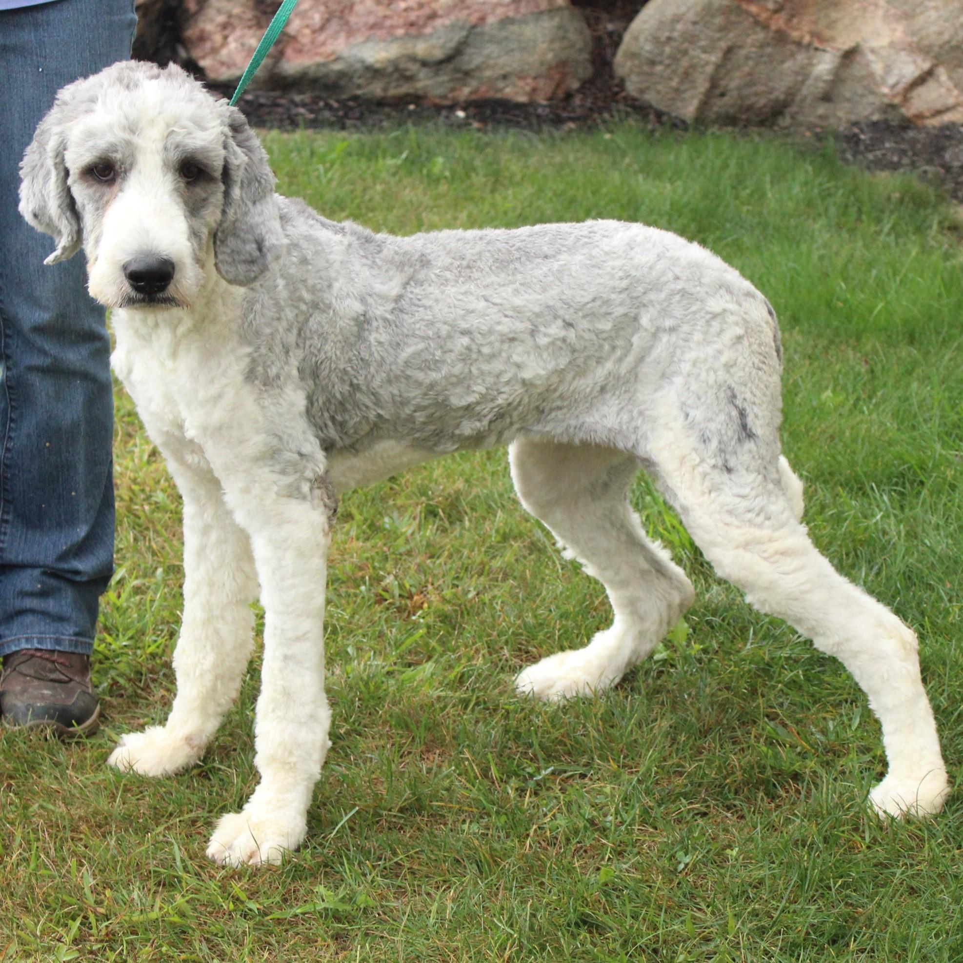 Celestia thumbnail 6