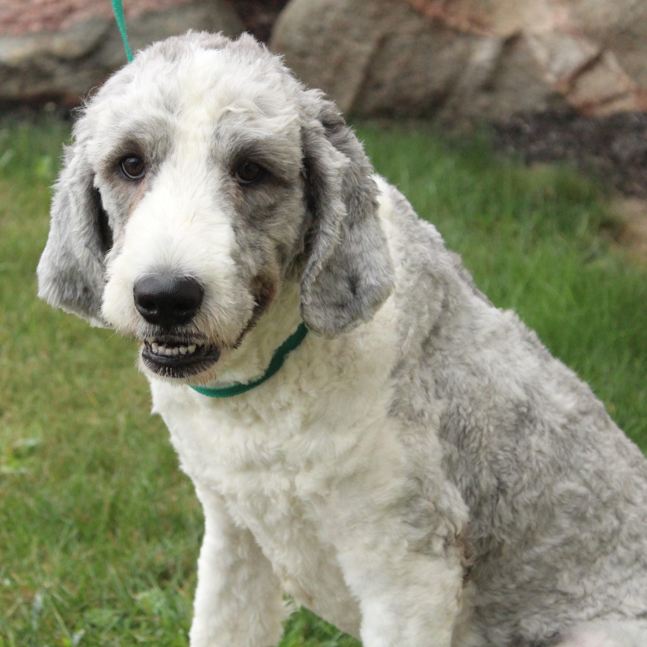 Celestia thumbnail 3