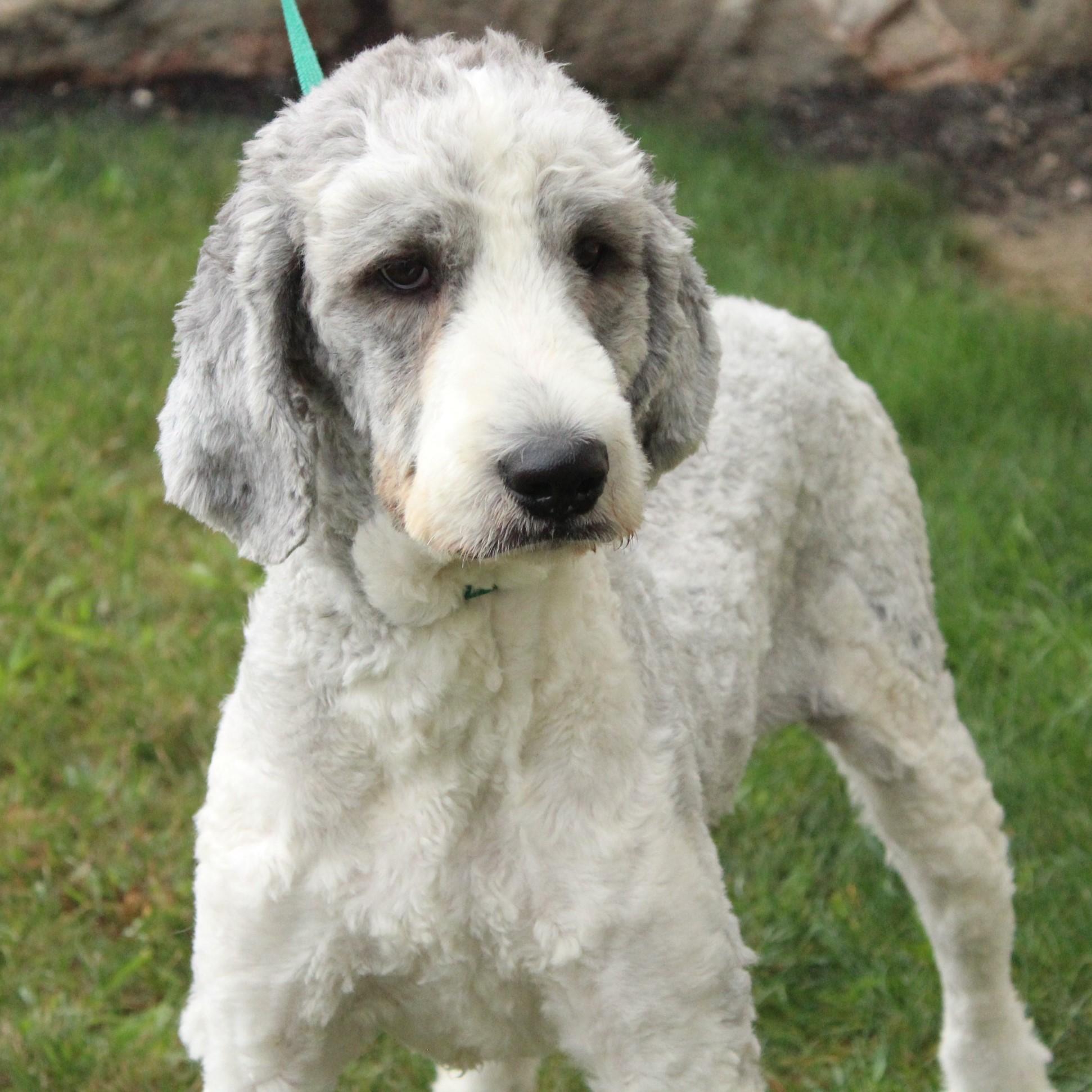 Celestia thumbnail 5