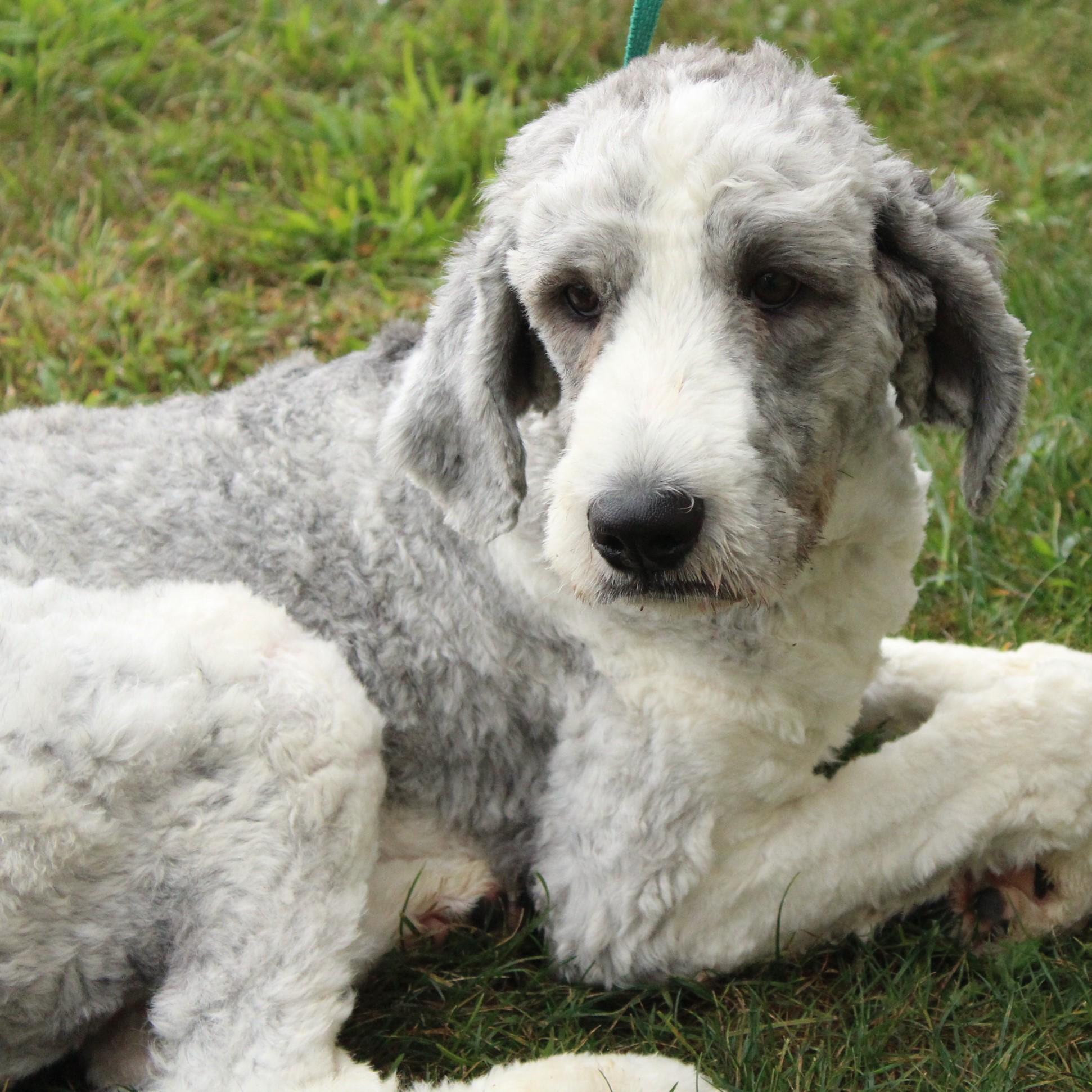 Celestia thumbnail 2