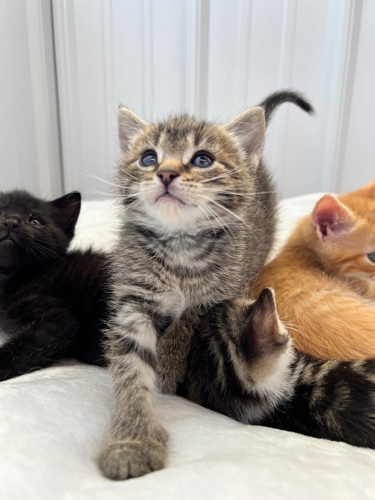 Dionysus - Silo, Adoptable, Young Male Domestic Short Hair.