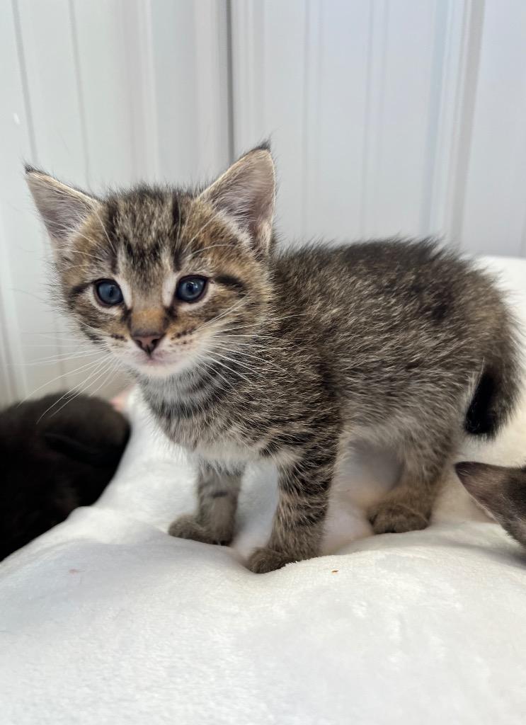 Dionysus - Silo, a Adoptable mixed breed in Pierceton, IN image 4/5