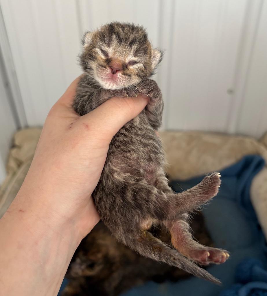 Dionysus - Silo, a Adoptable mixed breed in Pierceton, IN image 5/5