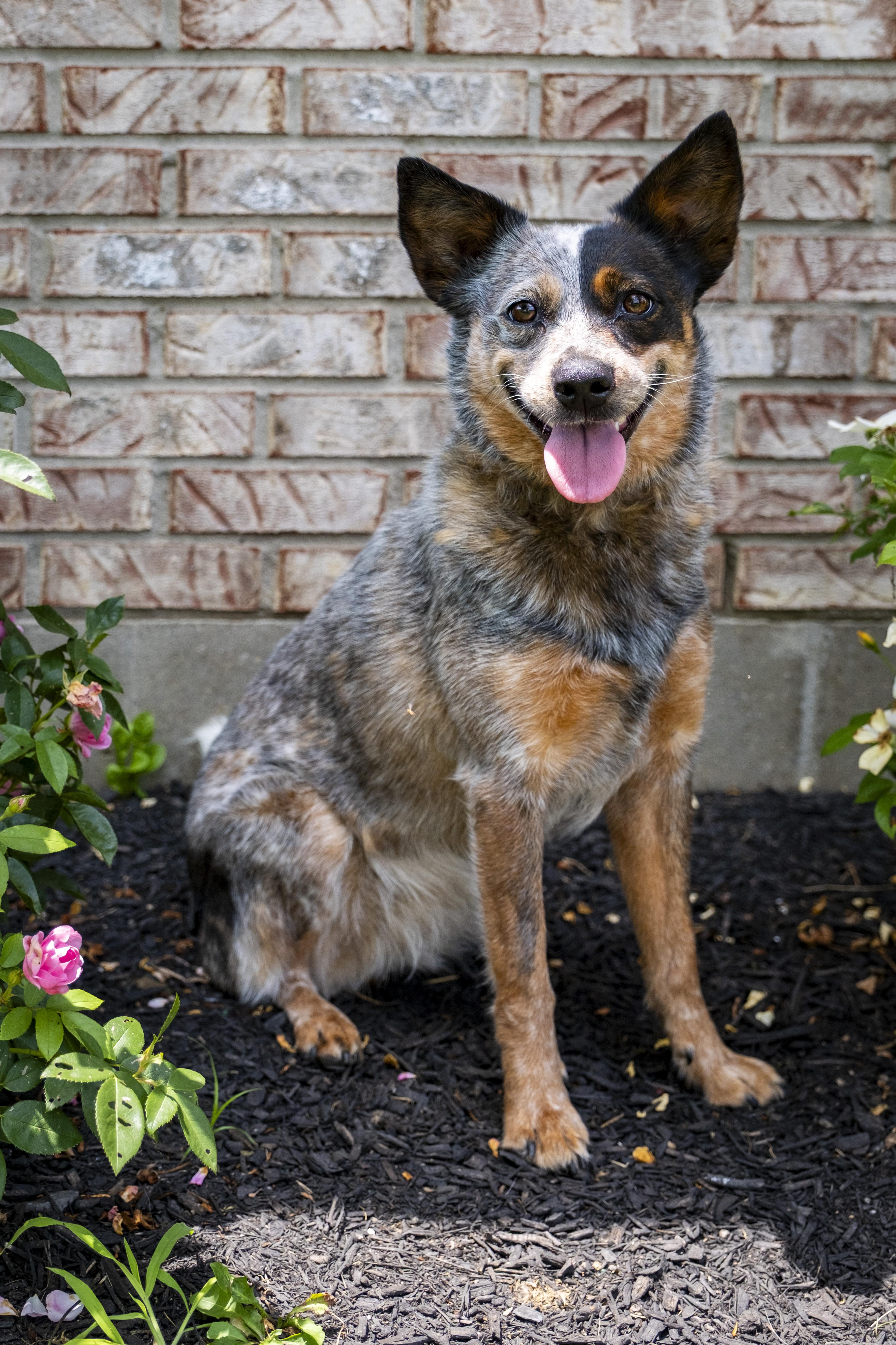 Evie, Adult Female unknown