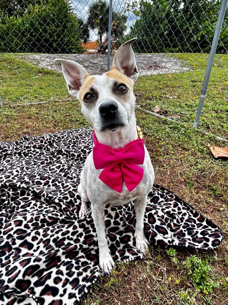 Enlarge Goldie, a Adoptable mixed breed in Cape Coral, FL image 1/4