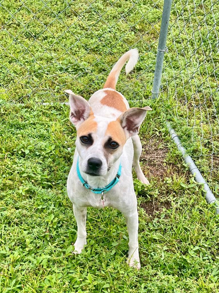 Enlarge Goldie, a Adoptable mixed breed in Cape Coral, FL image 2/4