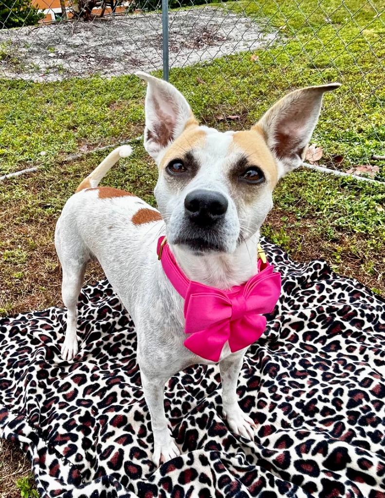 Enlarge Goldie, a Adoptable mixed breed in Cape Coral, FL image 3/4