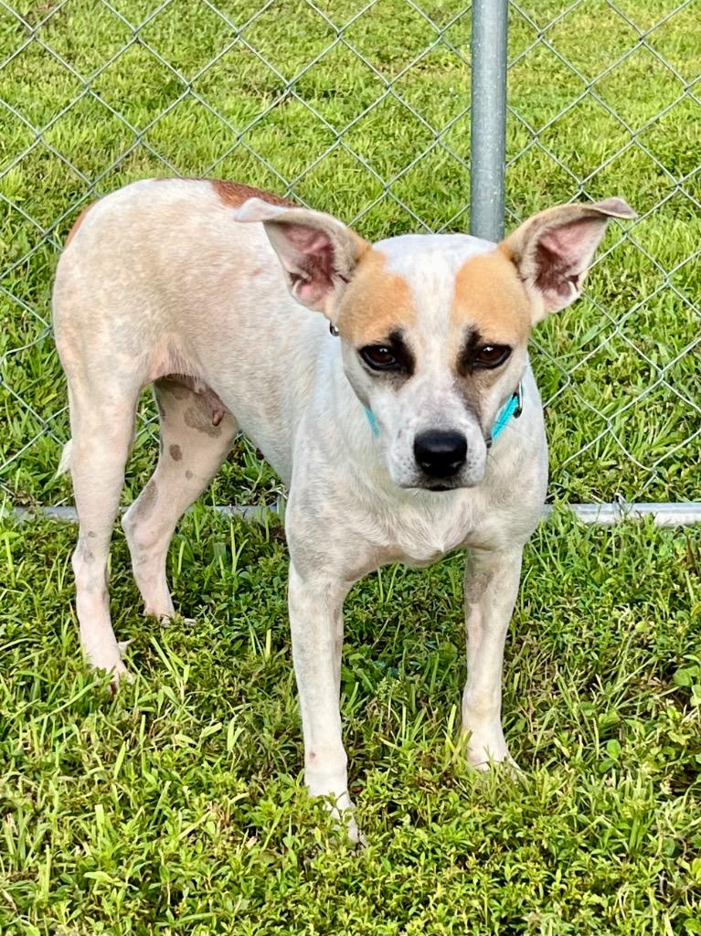 Enlarge Goldie, a Adoptable mixed breed in Cape Coral, FL image 4/4