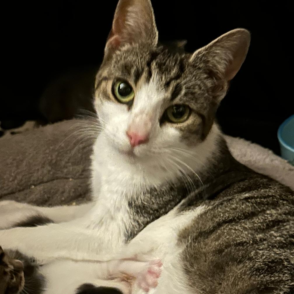 Bunny, Adoptable, Adult Female Domestic Short Hair.