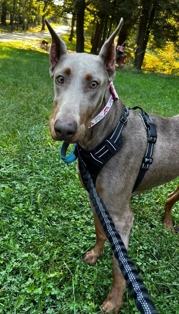 Laney, Adopted, Adult Female Doberman Pinscher.