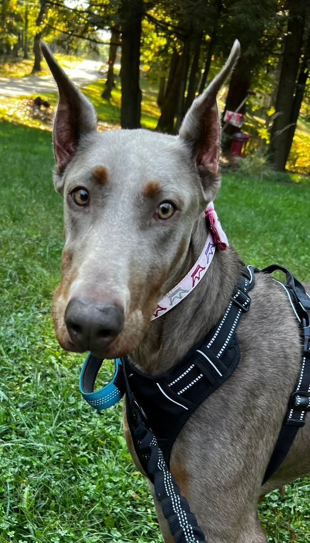 Enlarge Laney, a Adopted Doberman Pinscher in Clinton, PA image 2/6