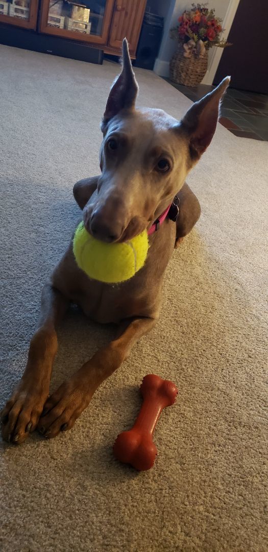 Enlarge Laney, a Adopted Doberman Pinscher in Clinton, PA image 4/6