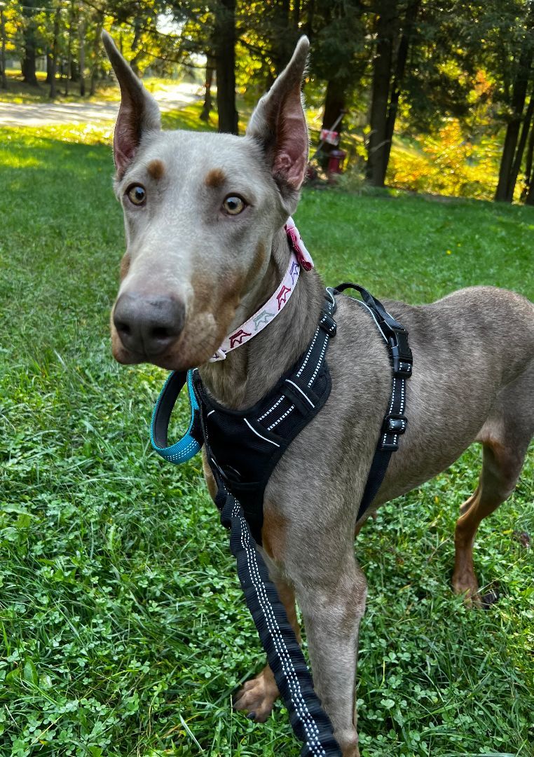 Enlarge Laney, a Adopted Doberman Pinscher in Clinton, PA image 5/6