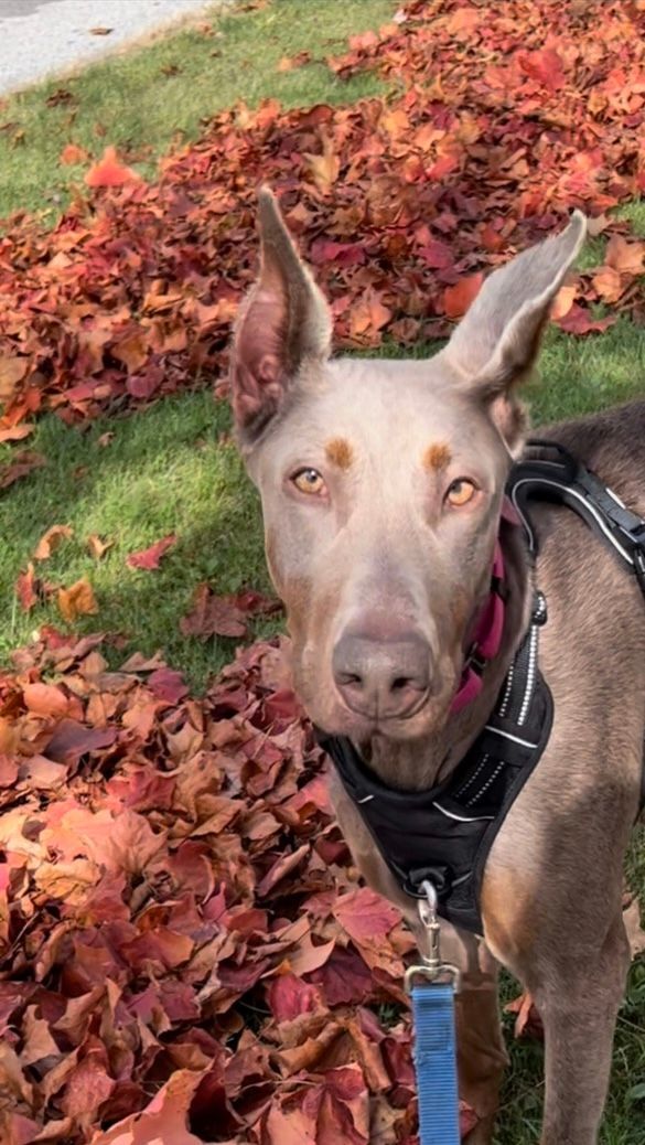 Enlarge Laney, a Adopted Doberman Pinscher in Clinton, PA image 6/6