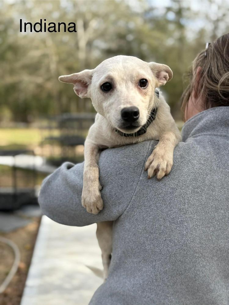 Indiana (AVAILABLE 1/26), Adoptable, Young Female Terrier & Chihuahua.