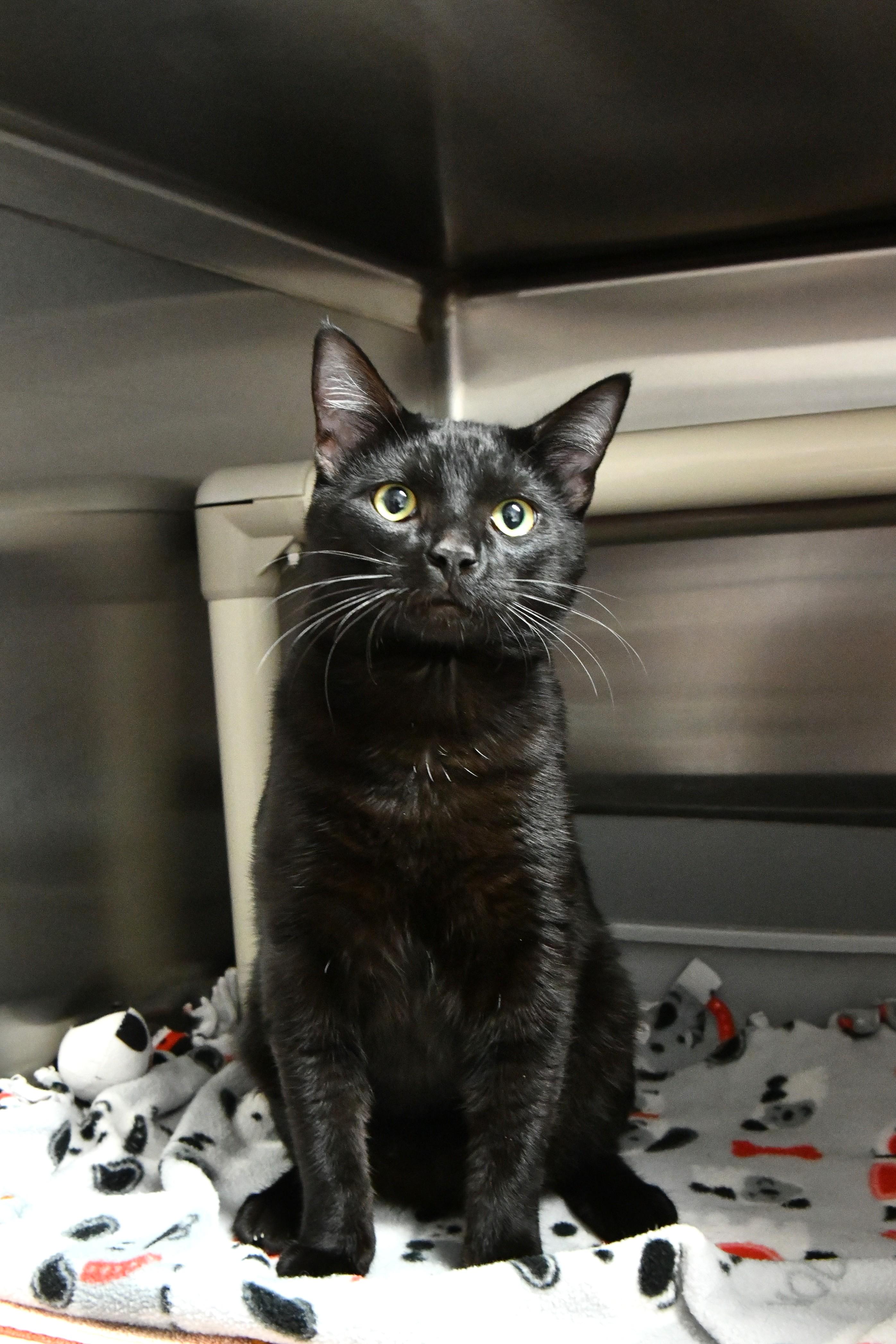 Norbit, ADOPTABLE, Adult Male Domestic Short Hair.