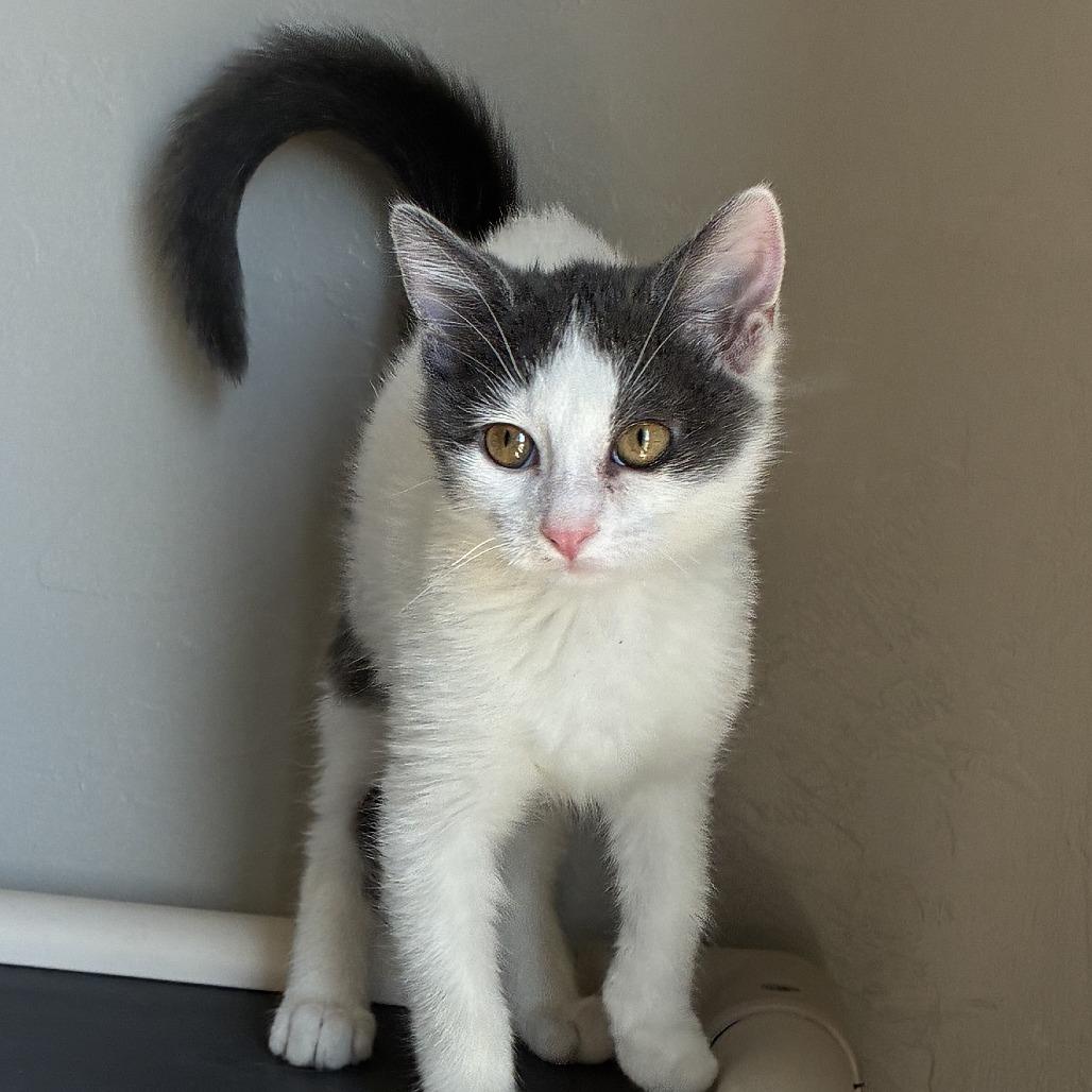 Edith, Adoptable, Kitten Female Domestic Short Hair.