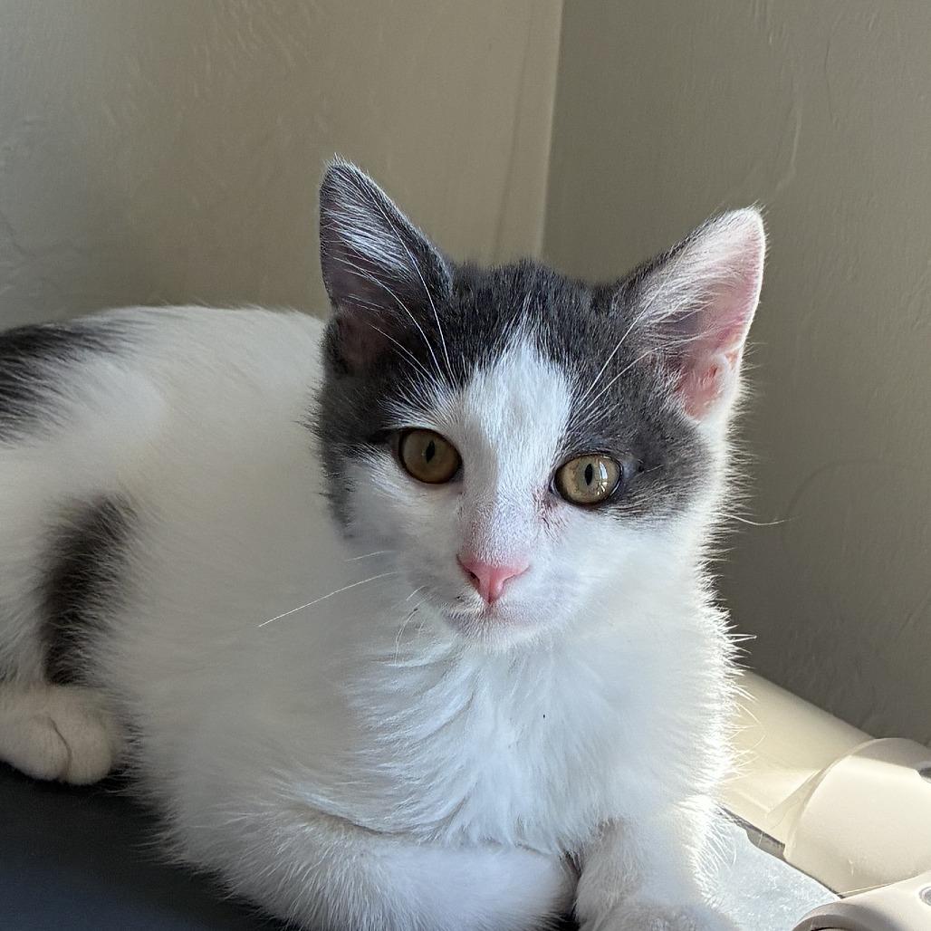 Enlarge Edith, a Adoptable Domestic Short Hair in Ponca City, OK image 2/4