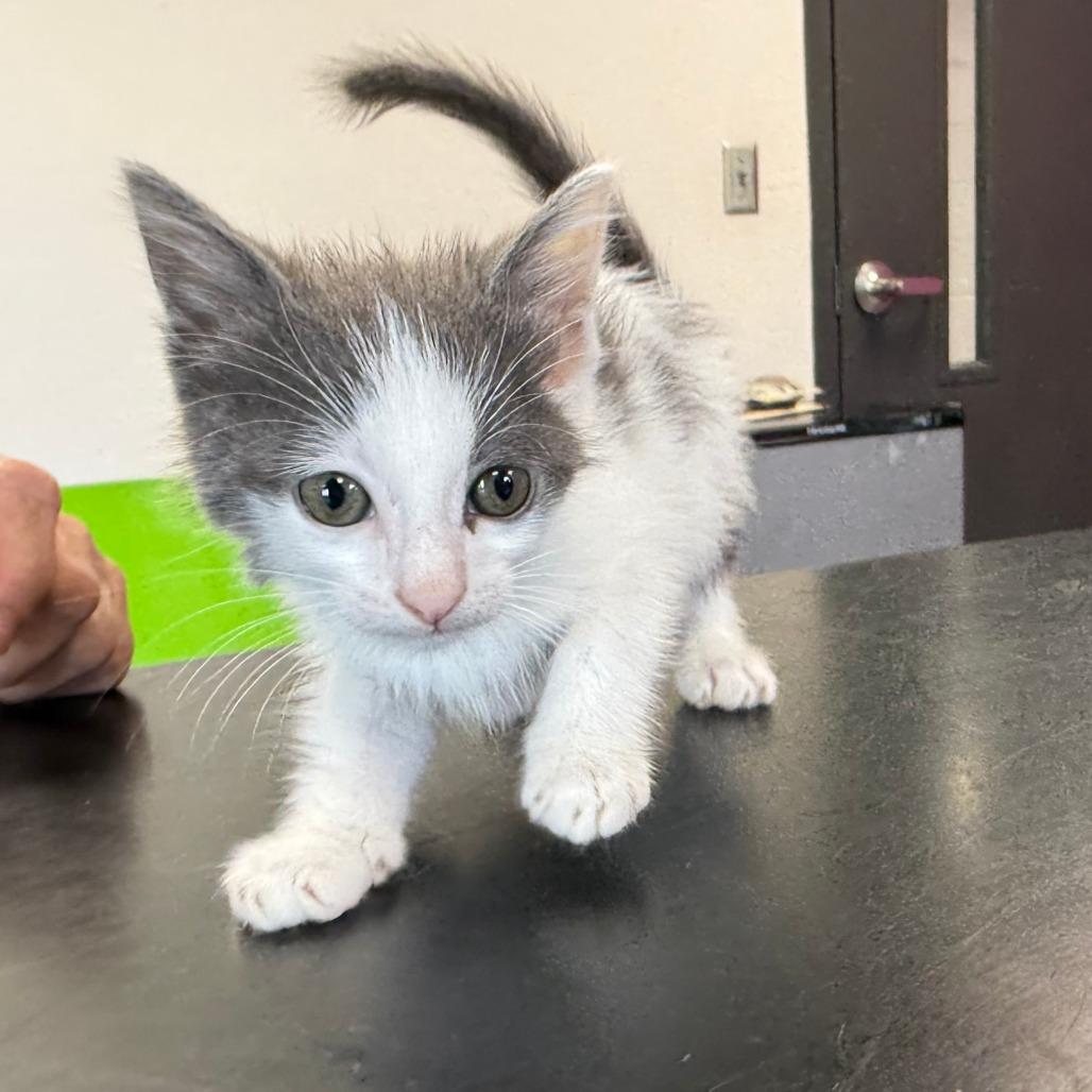 Enlarge Edith, a Adoptable Domestic Short Hair in Ponca City, OK image 3/4
