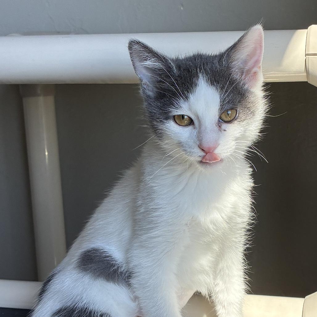 Enlarge Edith, a Adoptable Domestic Short Hair in Ponca City, OK image 4/4