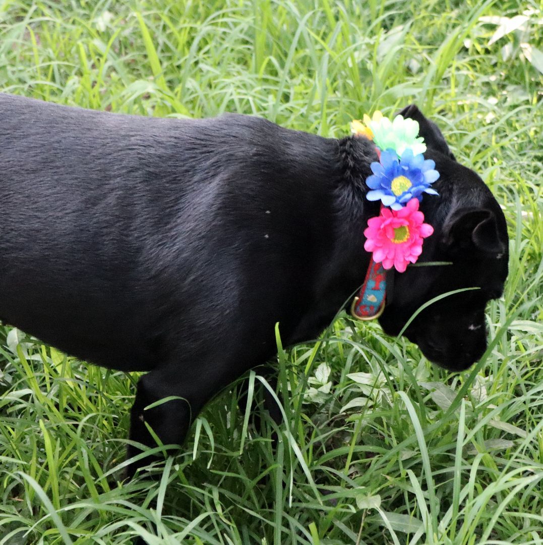 Aria, a Adoptable mixed breed in Amston, CT image 1/10