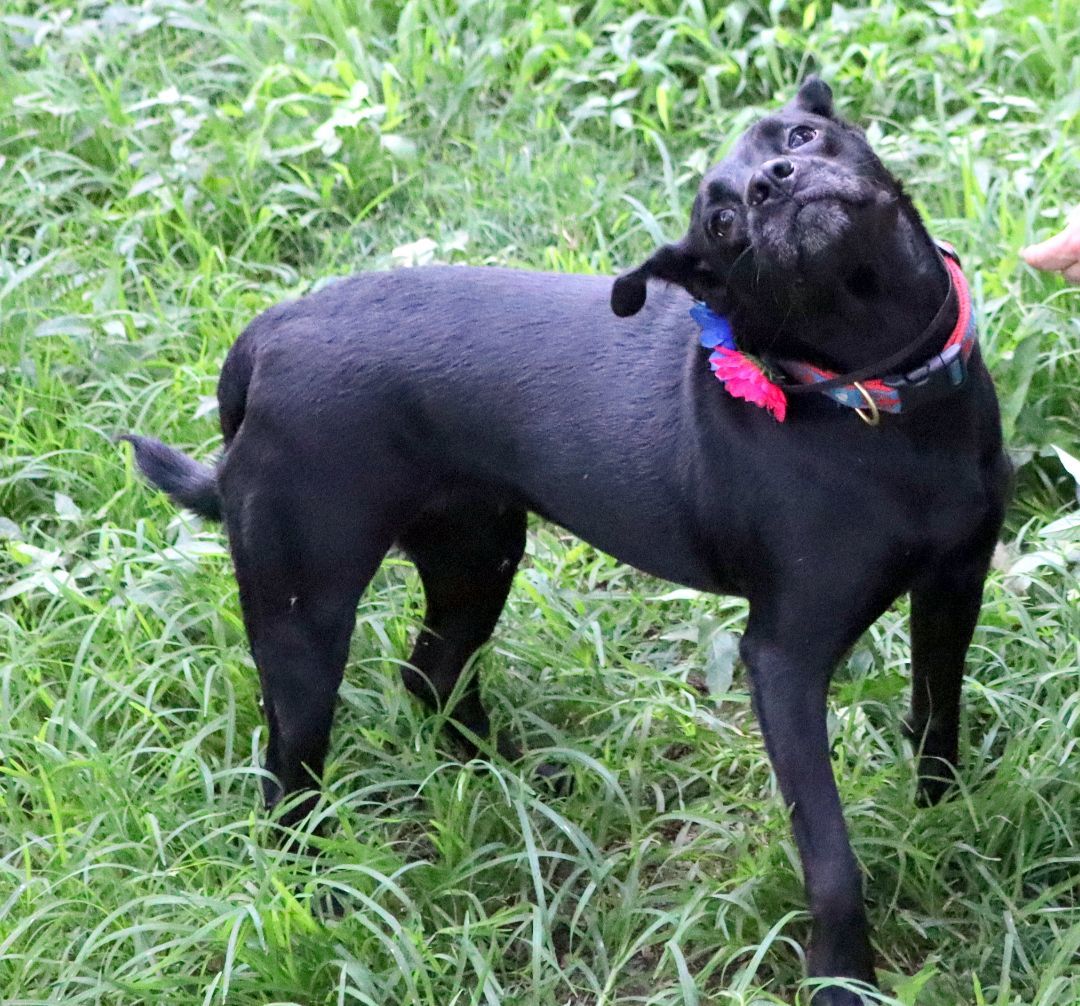 Aria, a Adoptable mixed breed in Amston, CT image 2/10