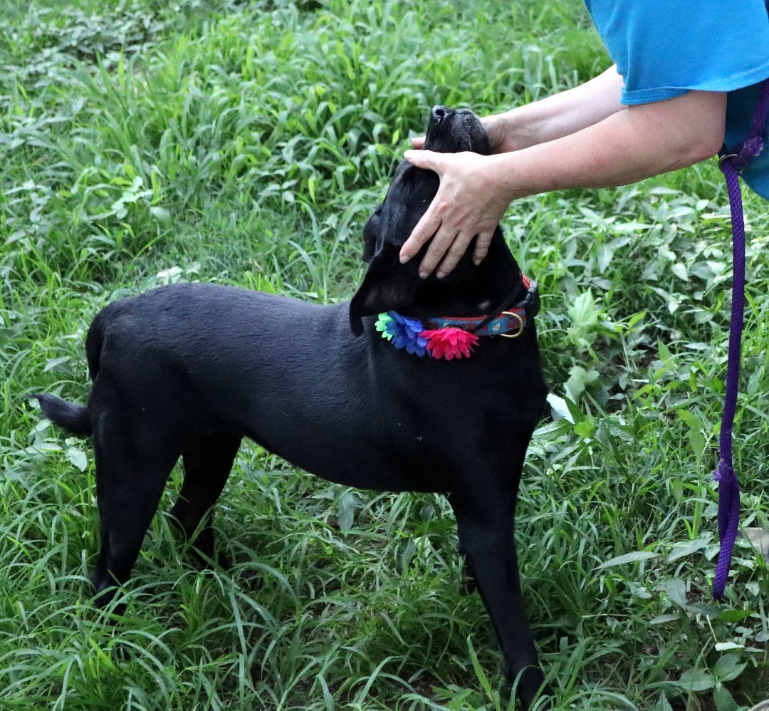 Aria, a Adoptable mixed breed in Amston, CT image 3/10