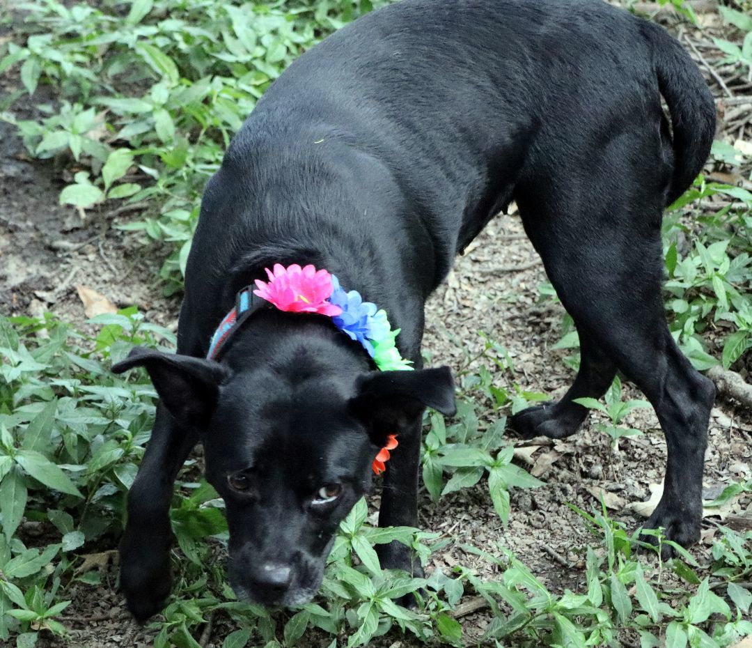 Aria, a Adoptable mixed breed in Amston, CT image 4/10