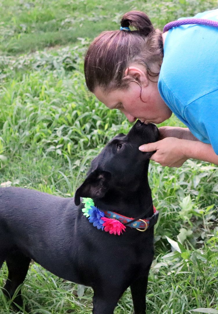 Aria, a Adoptable mixed breed in Amston, CT image 5/10