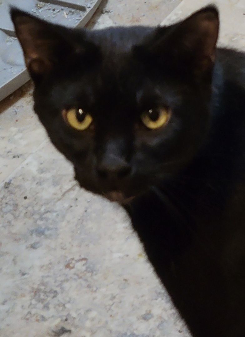 Alistair Wandel, a Adoptable mixed breed in Lyons, IL image 1/2