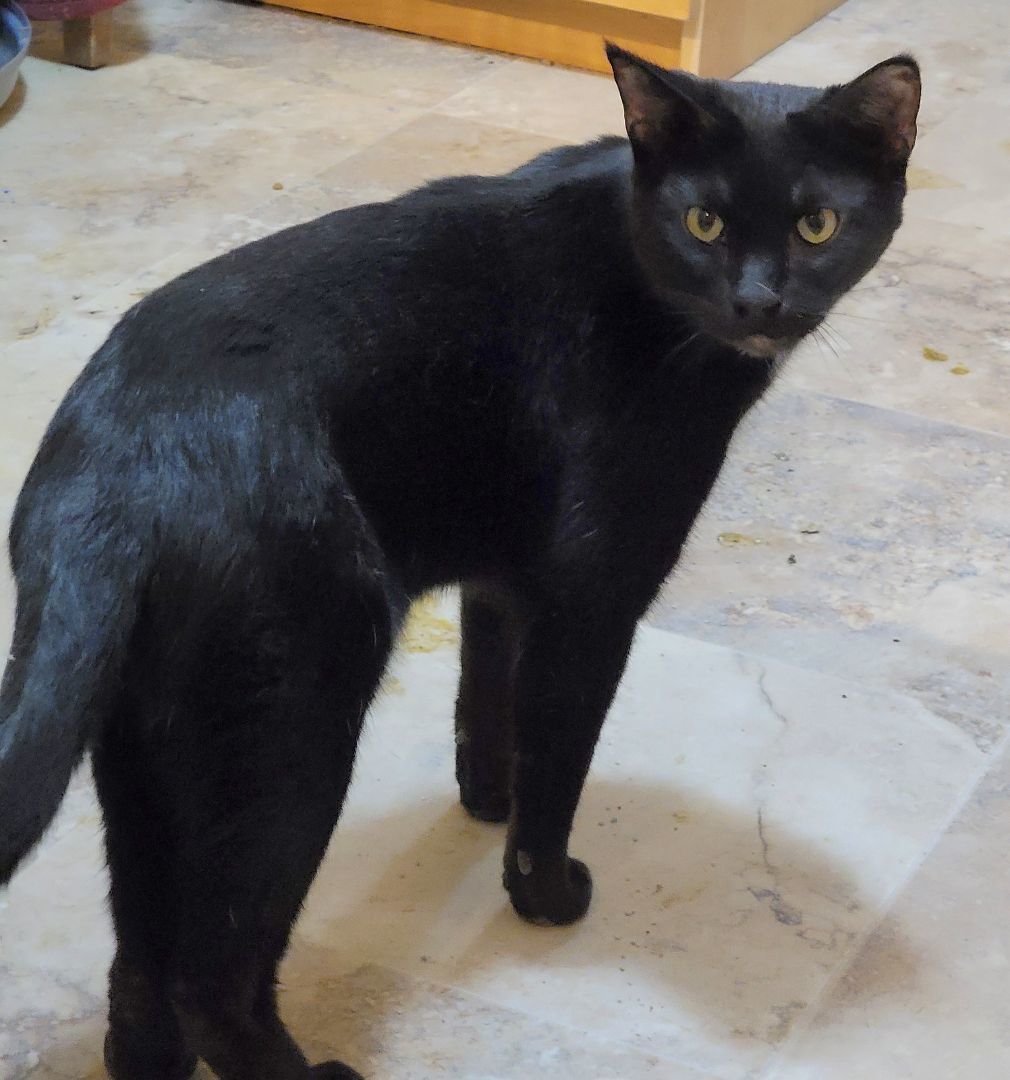 Alistair Wandel, a Adoptable mixed breed in Lyons, IL image 2/2