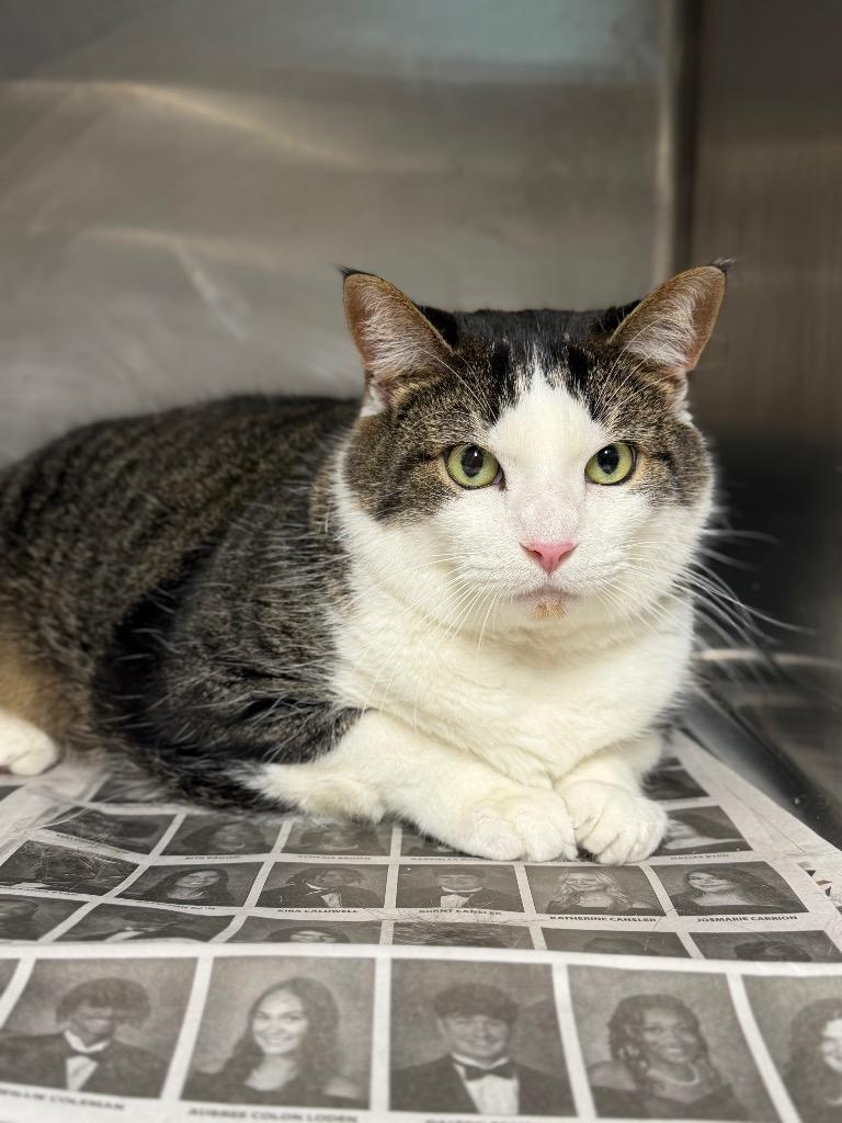 Mr Boots (AAr), Adoptable, Young Male Domestic Short Hair.