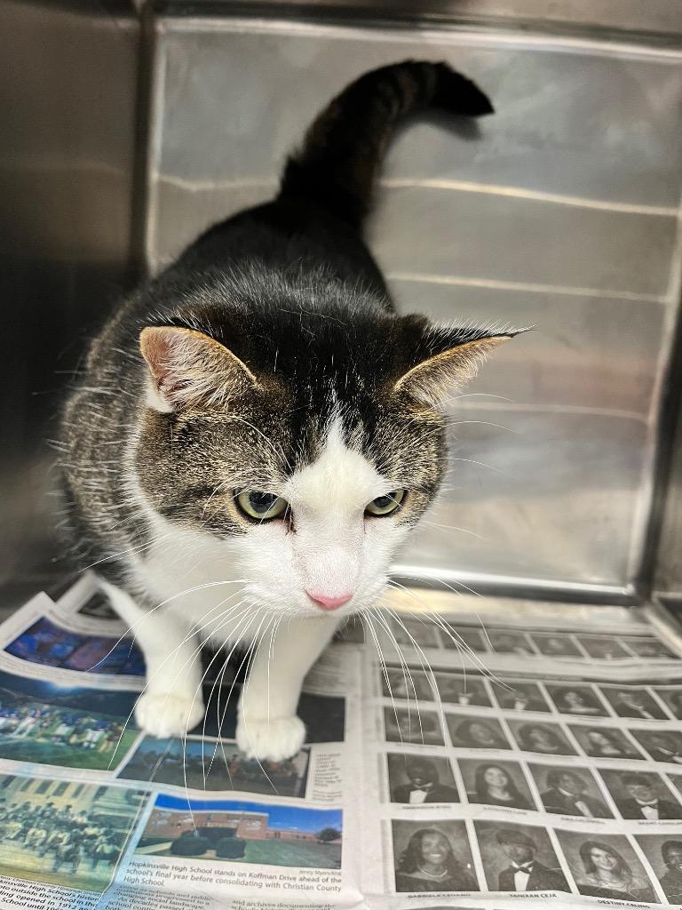 Enlarge Mr Boots (AAr), a Adoptable mixed breed in Hopkinsville, KY image 2/2