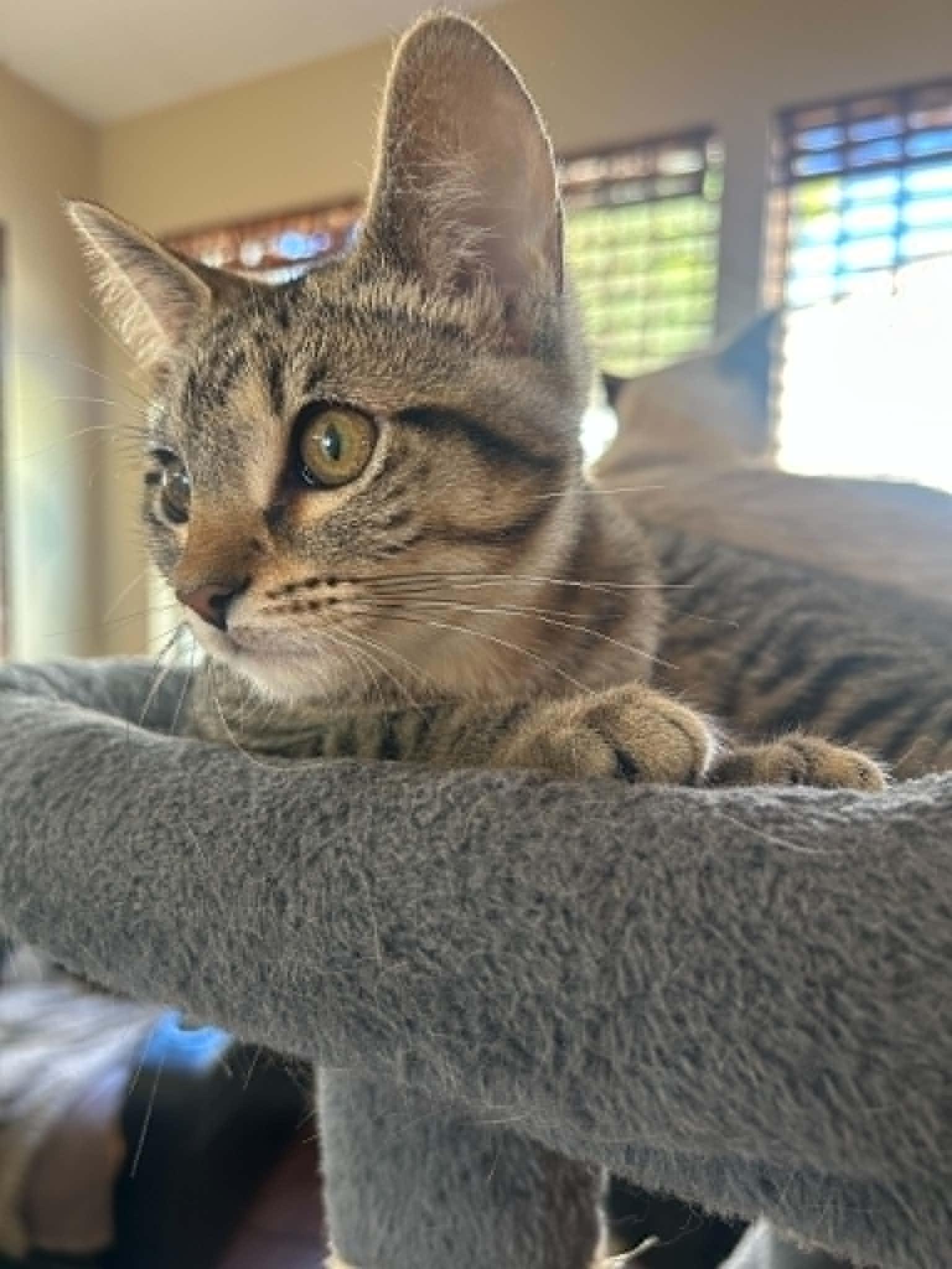 Nigel, a ADOPTABLE Domestic Short Hair in Overland Park, KS image 2/6